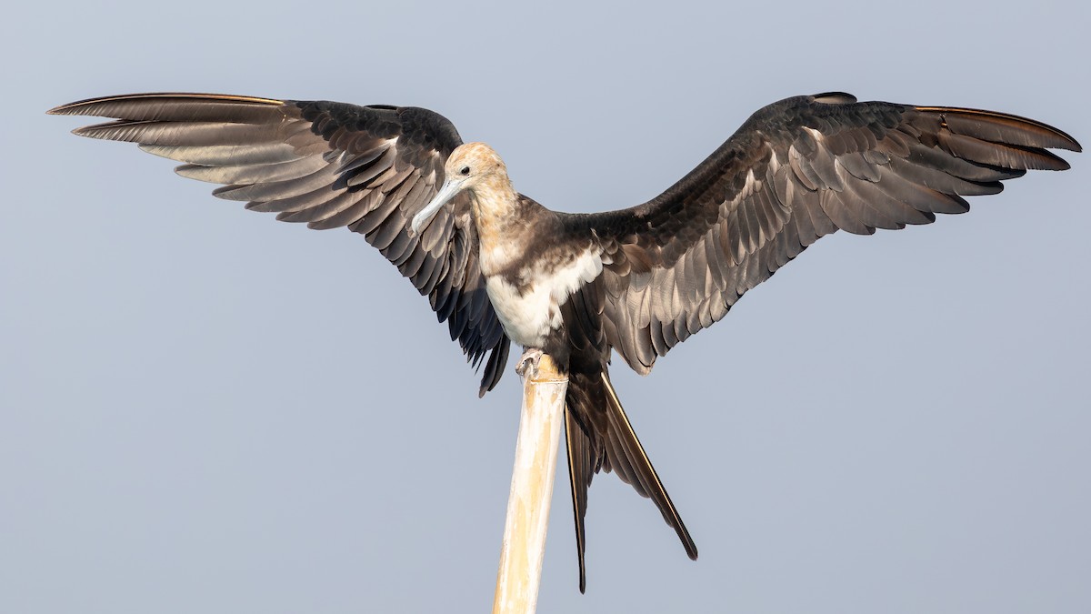 Lesser Frigatebird - ML643483818