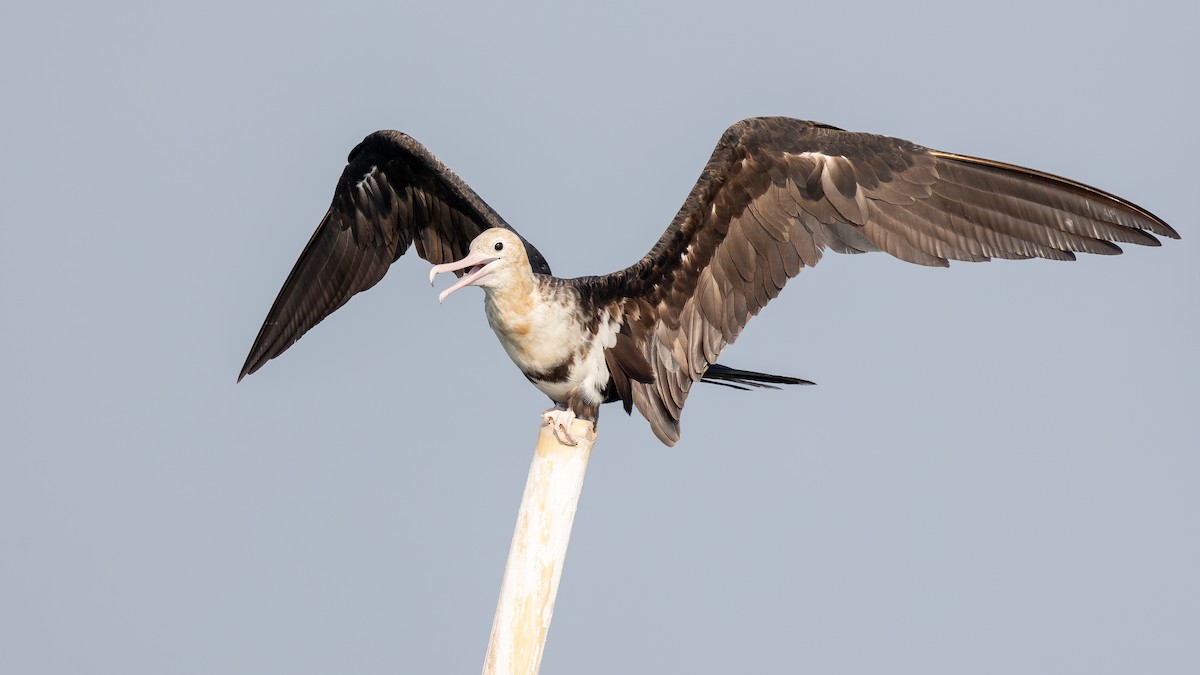 Lesser Frigatebird - ML643483819