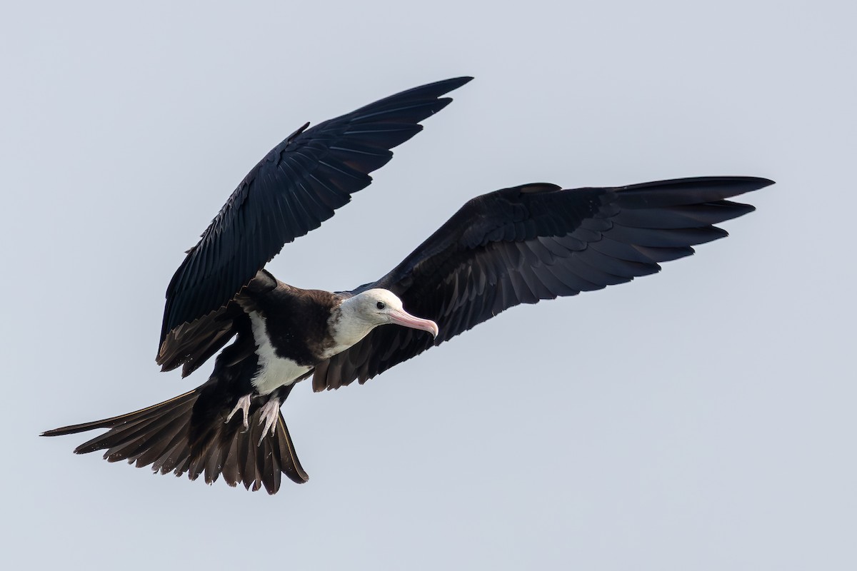 Lesser Frigatebird - ML643483820