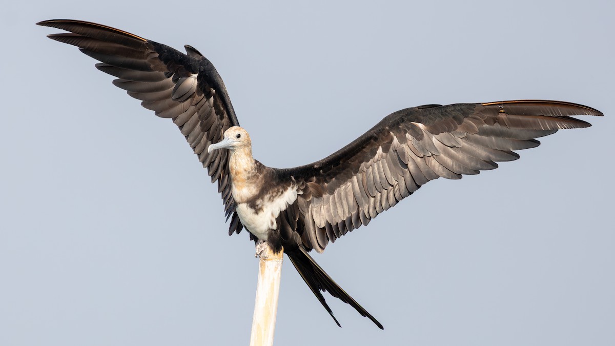 Lesser Frigatebird - ML643483821