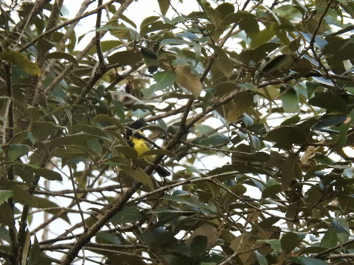 Himalayan Black-lored Tit - ML643483823