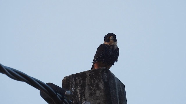 Bat Falcon - ML643483828