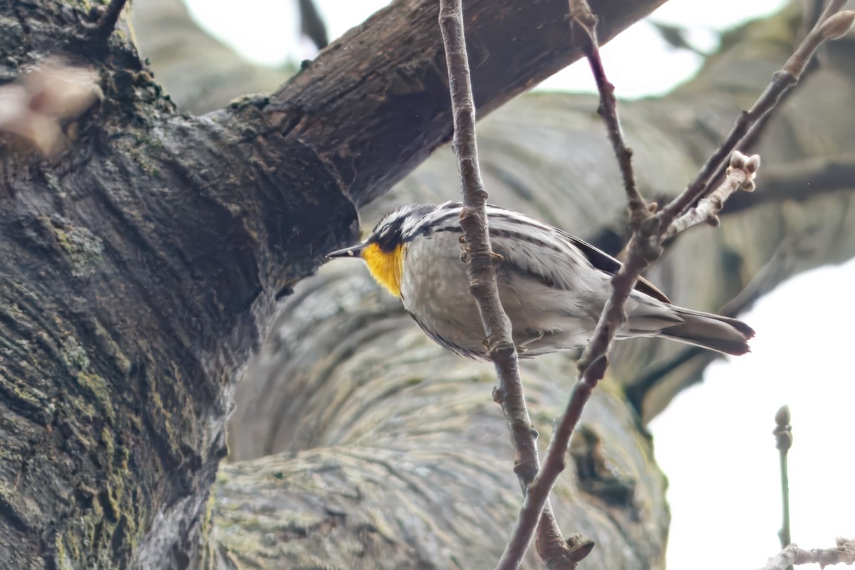Yellow-throated Warbler - ML643483829