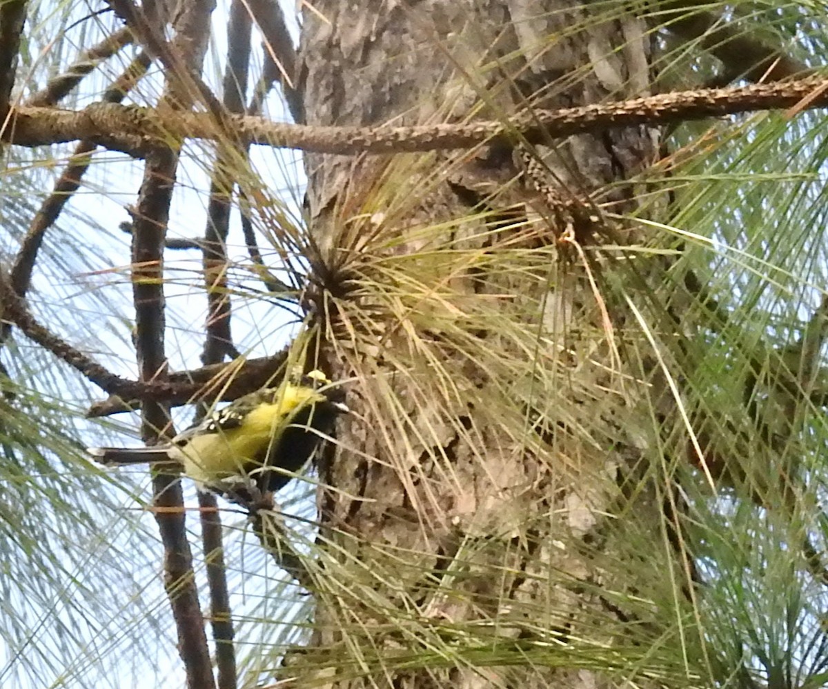Himalayan Black-lored Tit - ML643483839