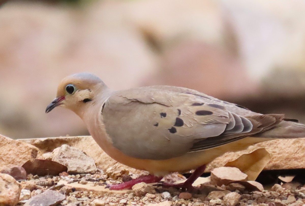 Mourning Dove - ML643483840