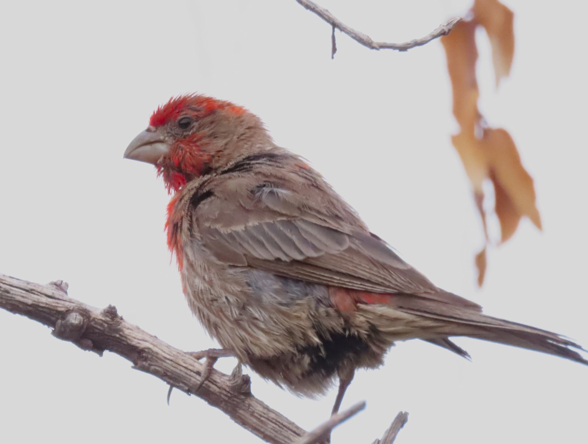 House Finch - ML643483845