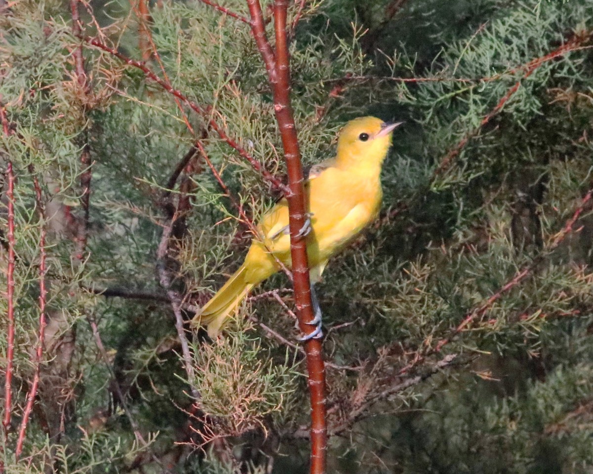 Northern Yellow Warbler - ML643483865