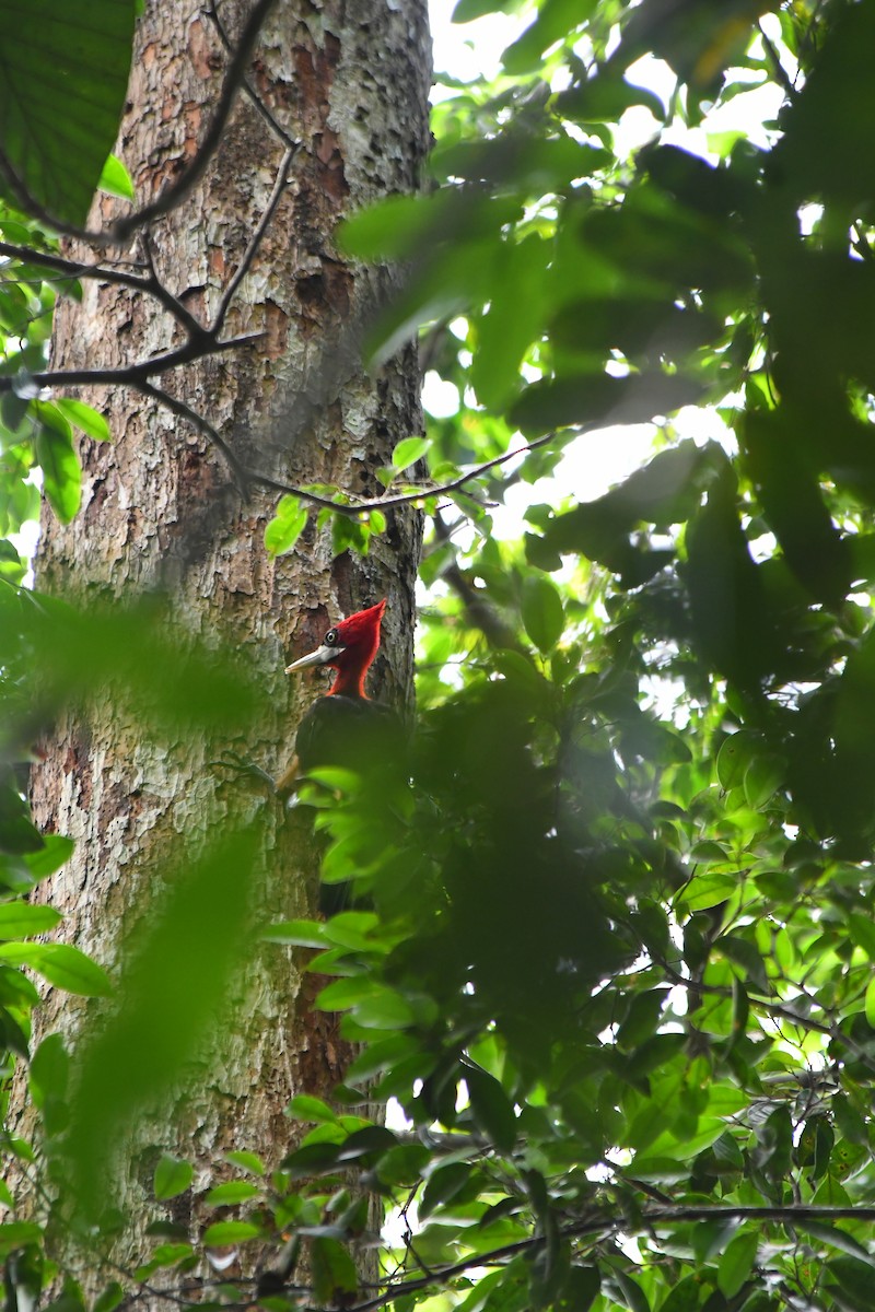 Красношейный дятел - ML643483870