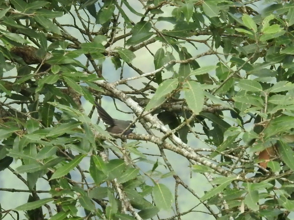 White-throated Fantail - ML643483874