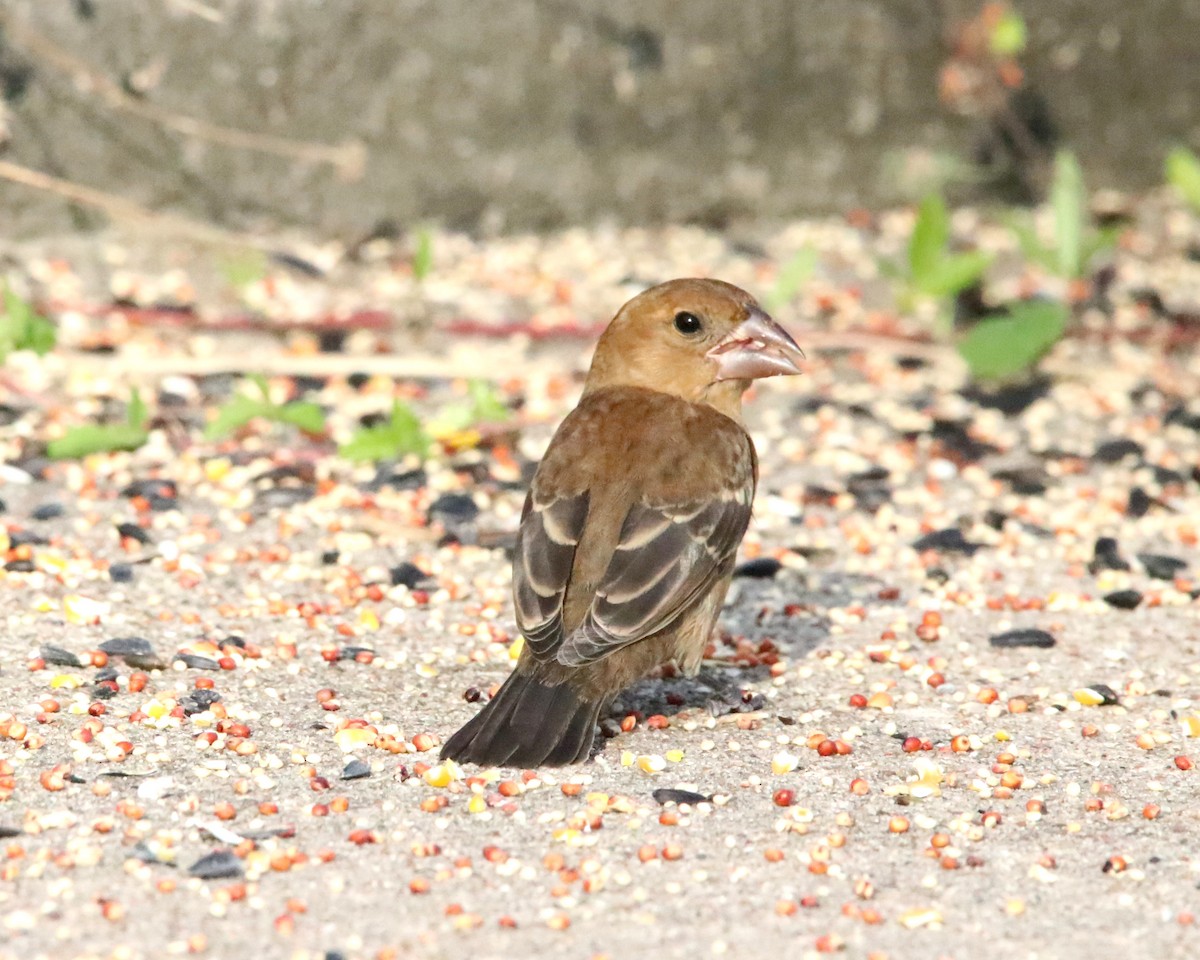 blåtykknebb - ML643483876