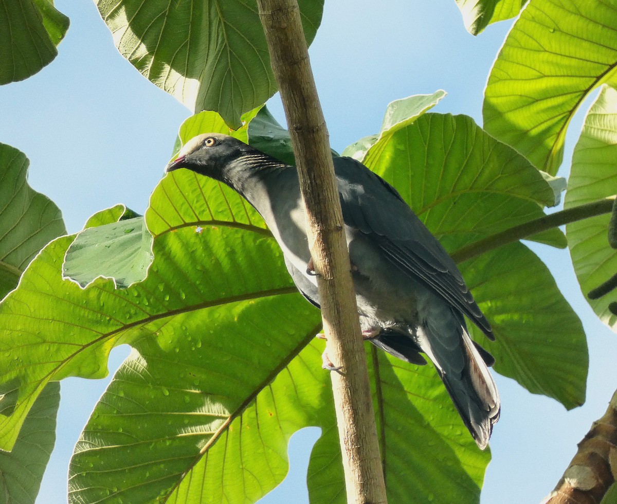 White-crowned Pigeon - ML643483879
