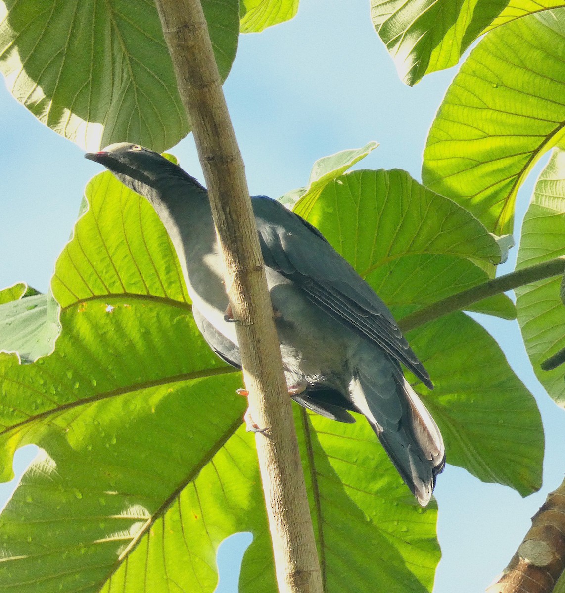 White-crowned Pigeon - ML643483880