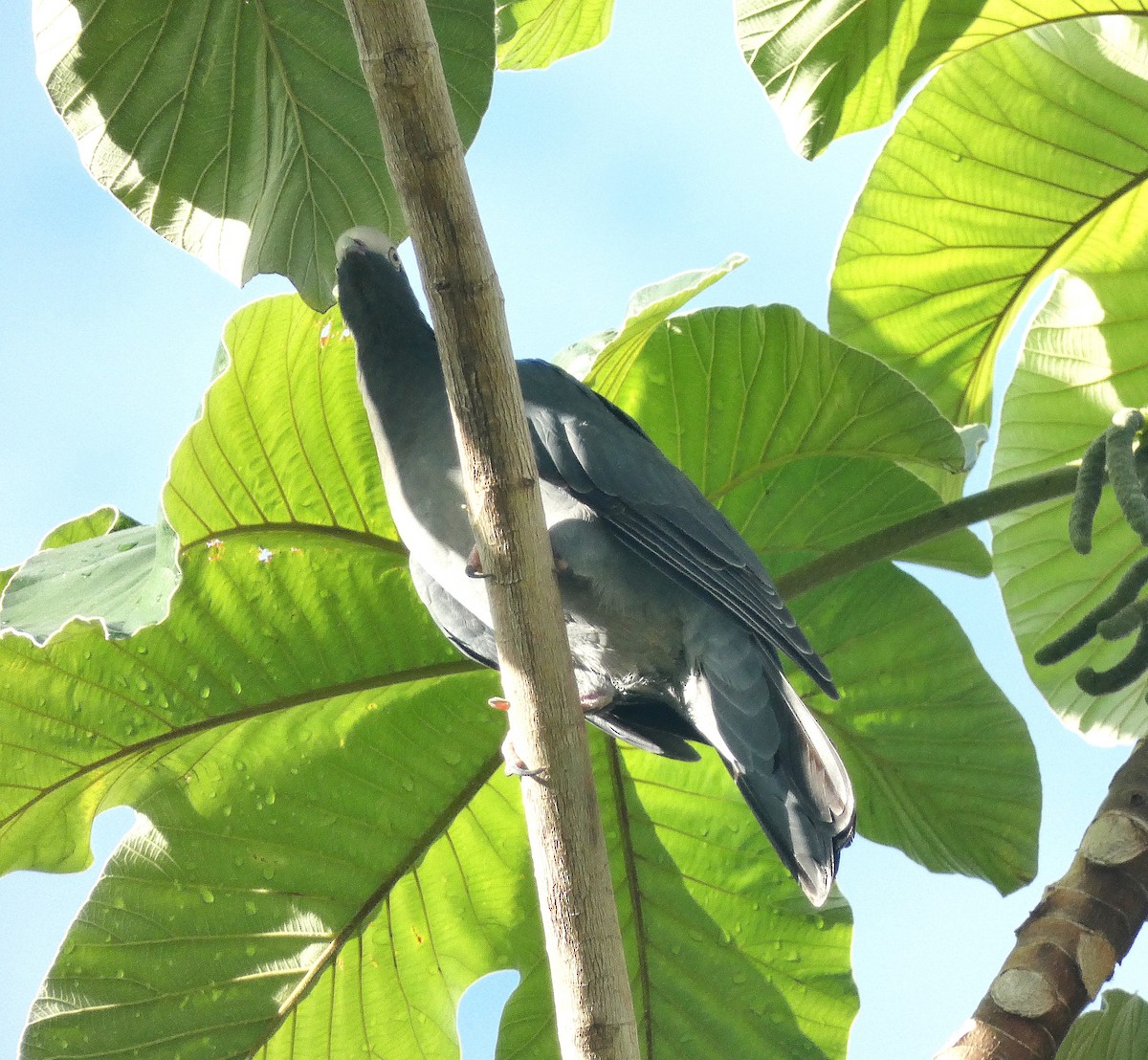 White-crowned Pigeon - ML643483881