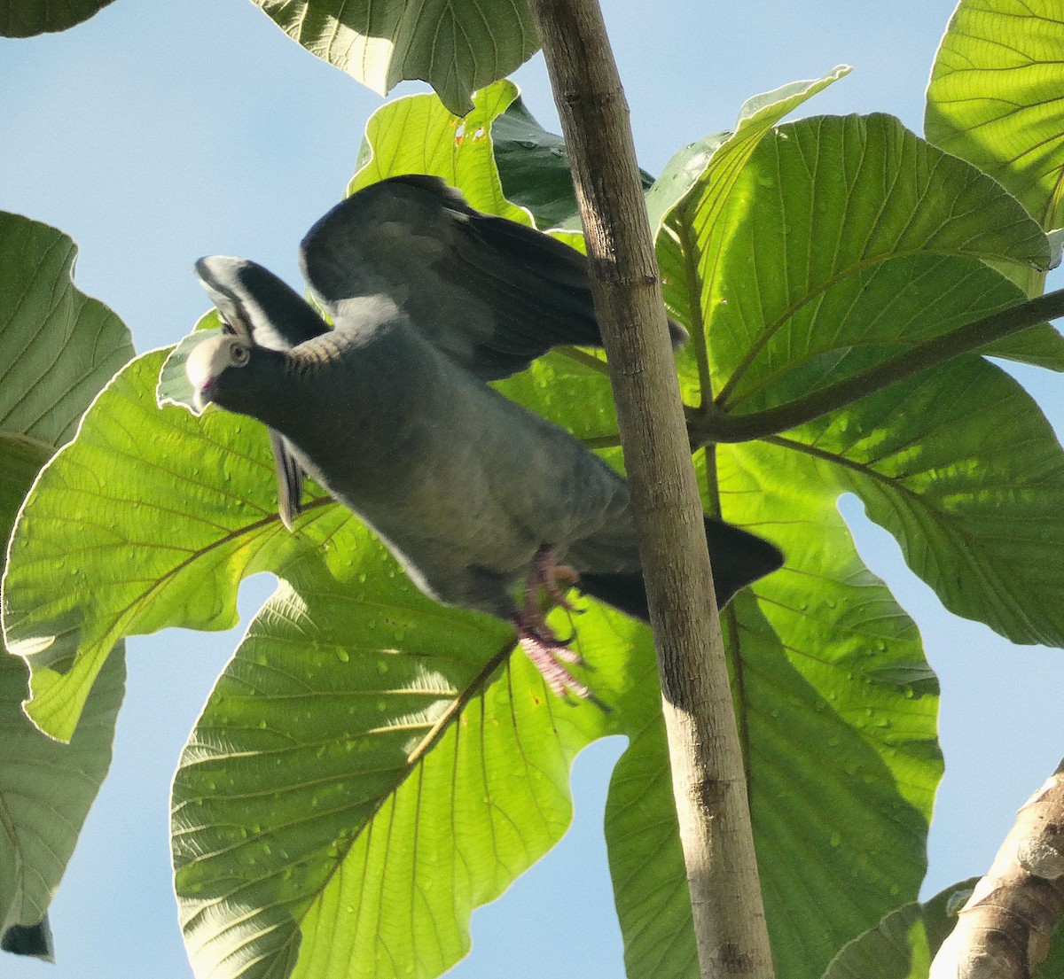 White-crowned Pigeon - ML643483882