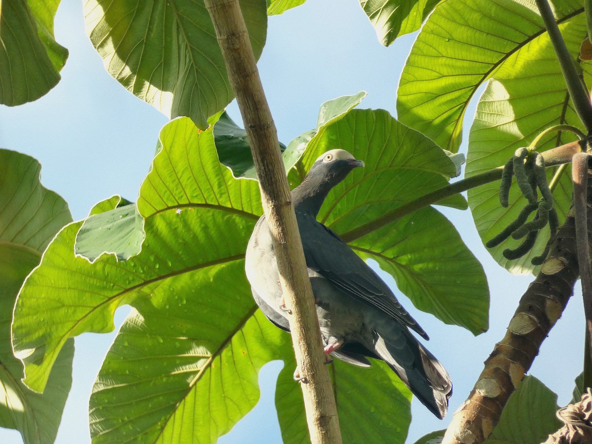 White-crowned Pigeon - ML643483883