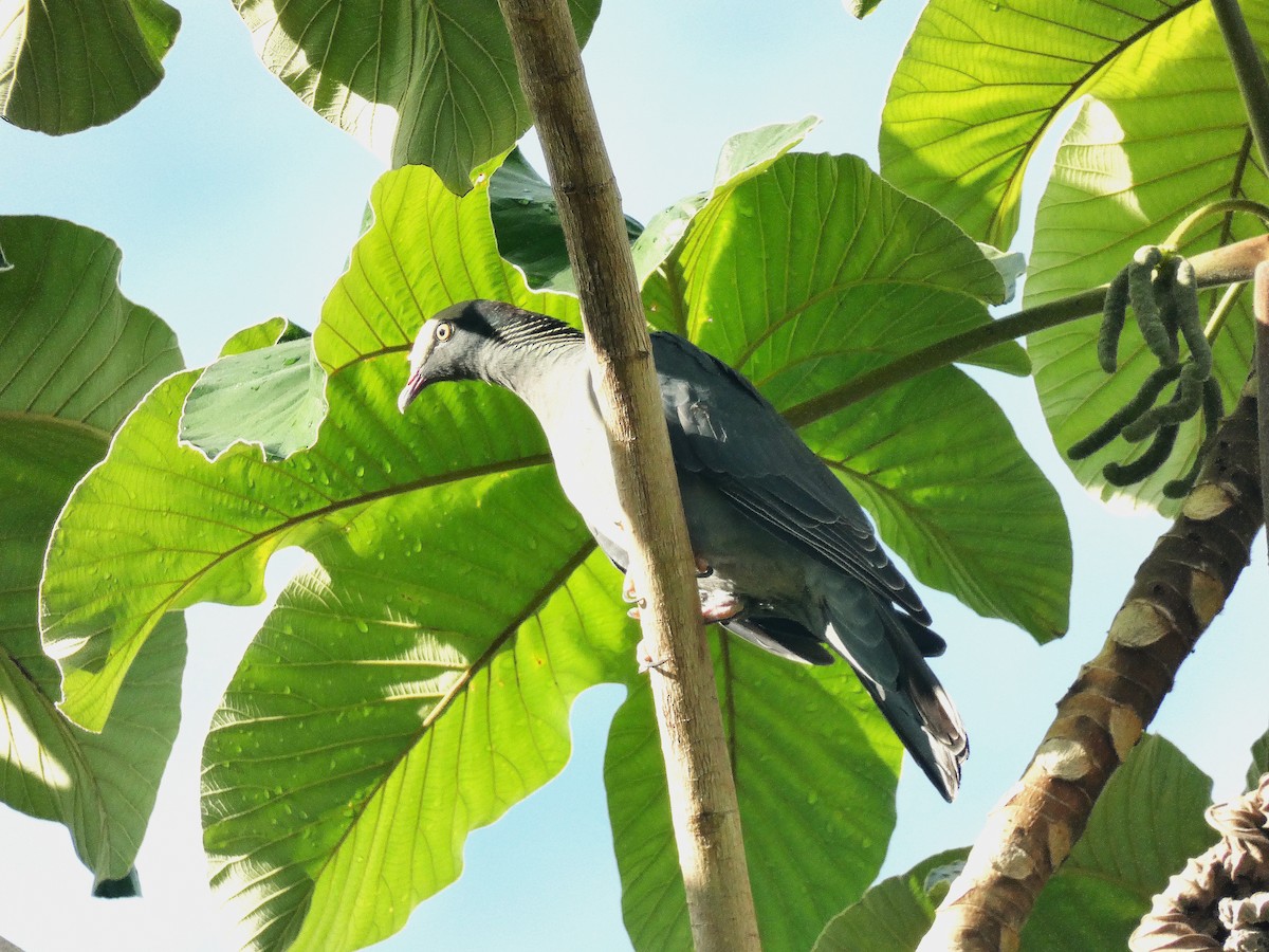 White-crowned Pigeon - ML643483884