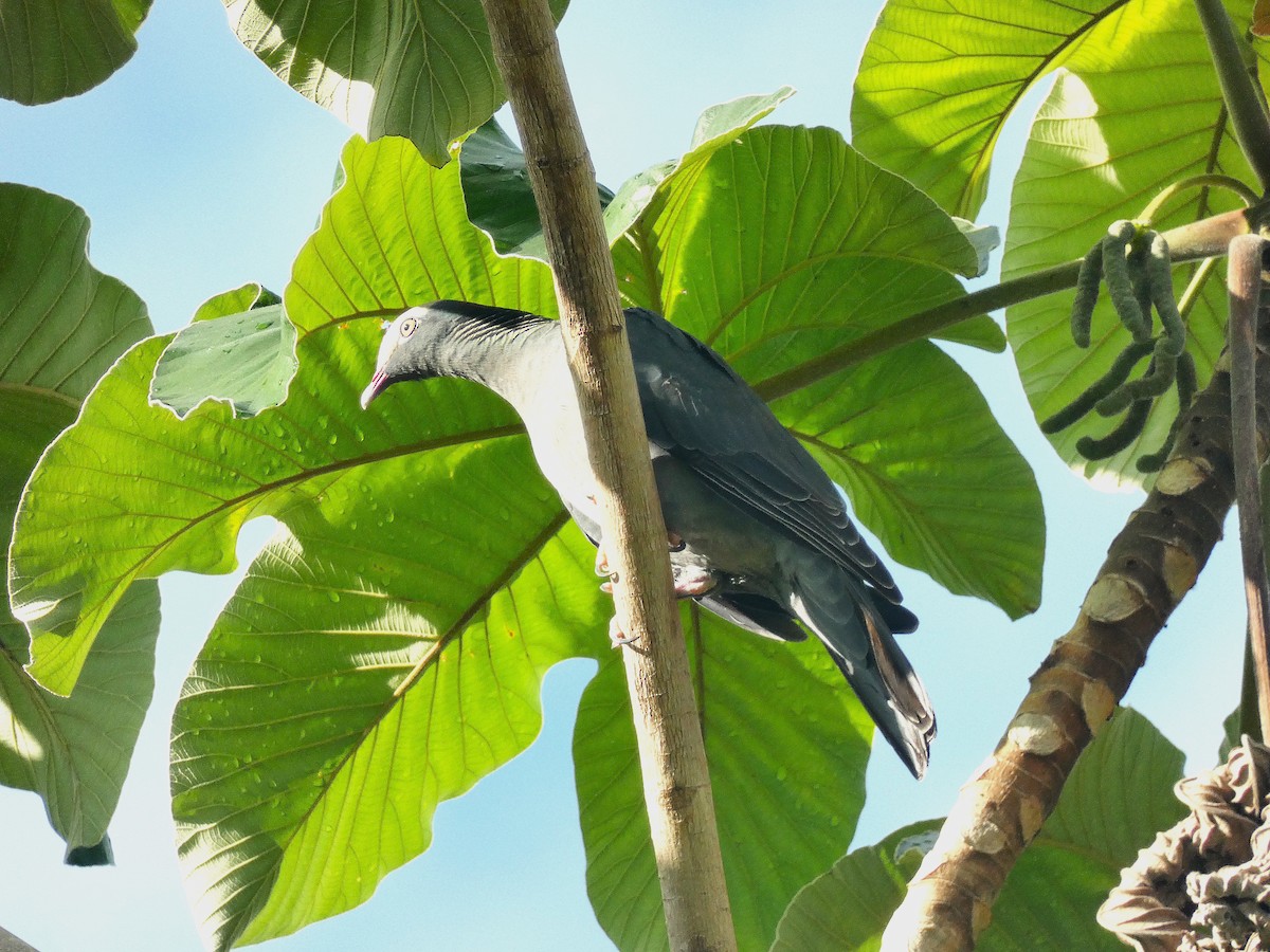 White-crowned Pigeon - ML643483885