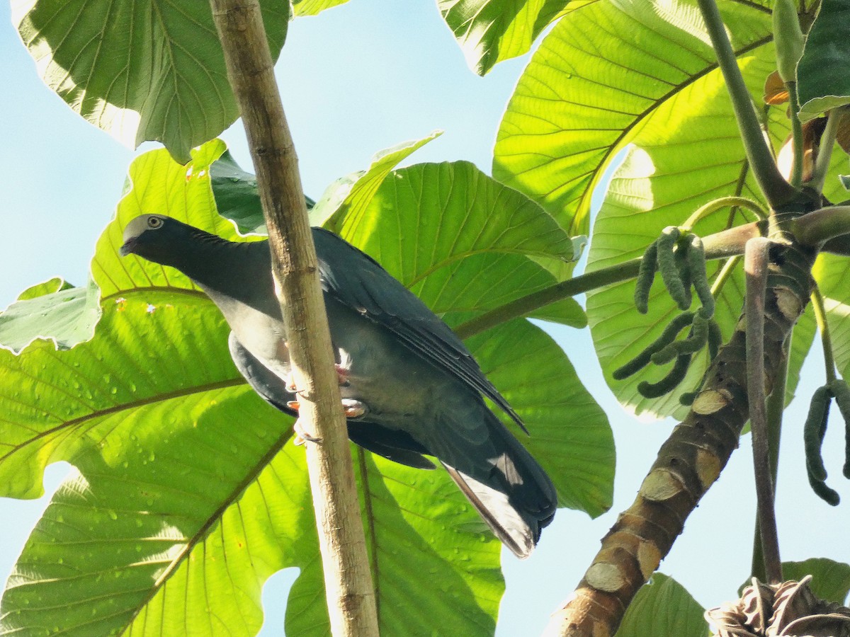 White-crowned Pigeon - ML643483886