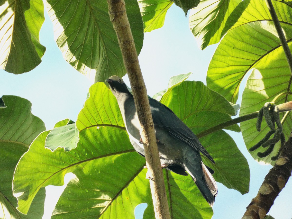 White-crowned Pigeon - ML643483887