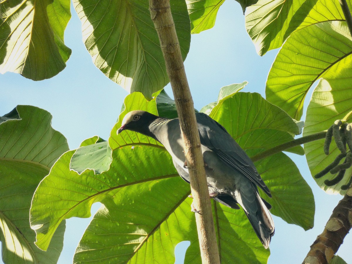 White-crowned Pigeon - ML643483888