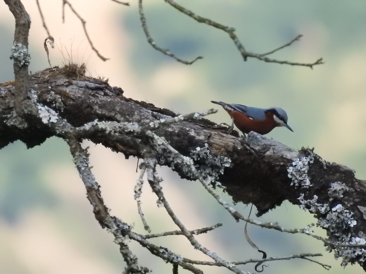 Chestnut-bellied Nuthatch - ML643483898