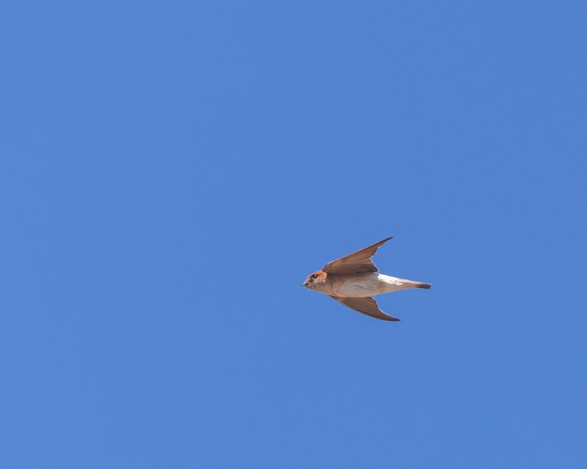Fairy Martin - ML643483899