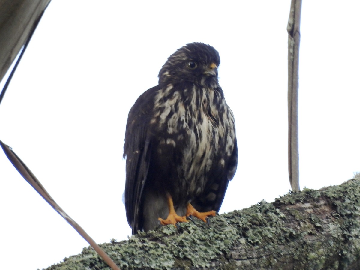 káně bělokostřečná - ML643483904