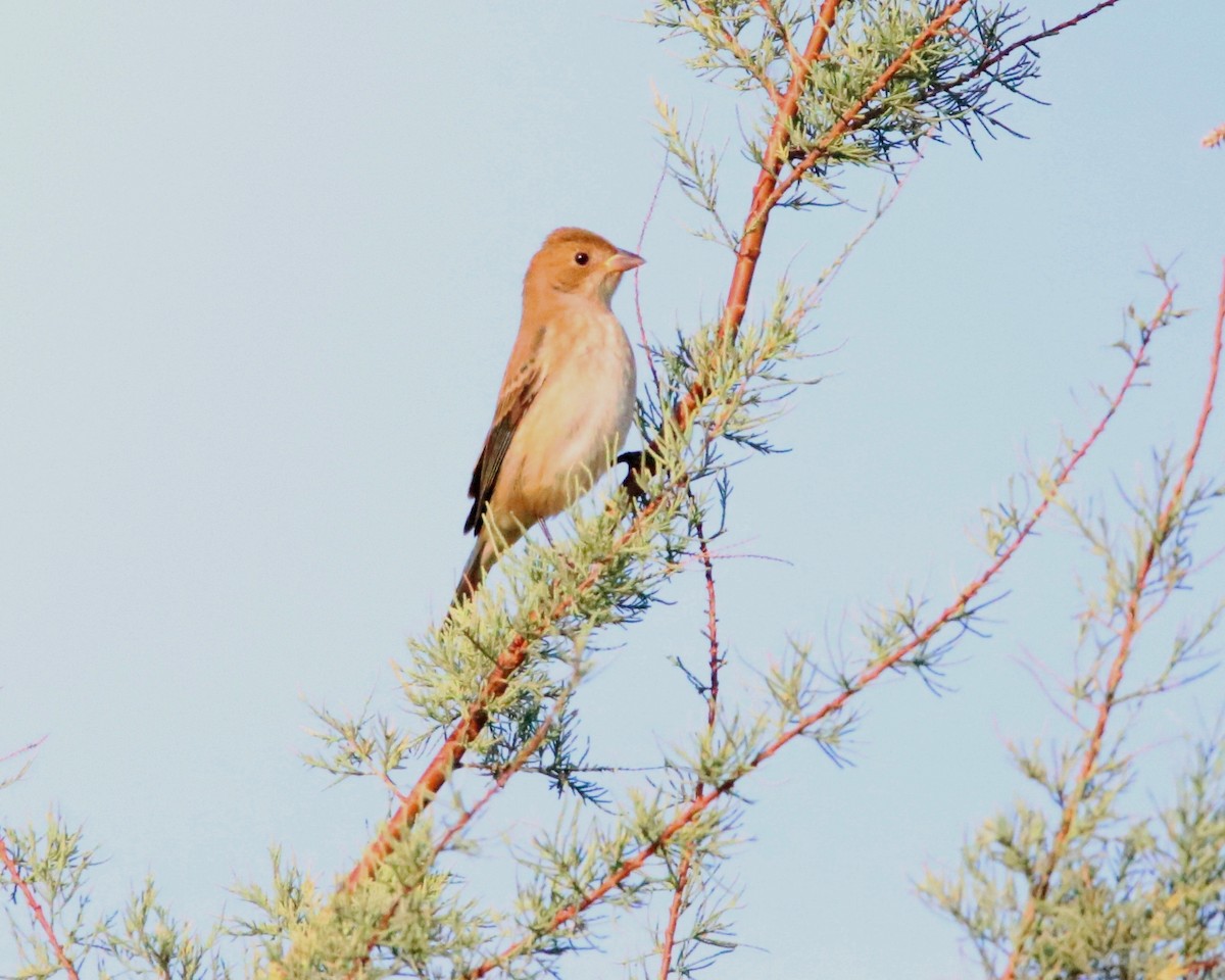 Indigo Bunting - ML643483936