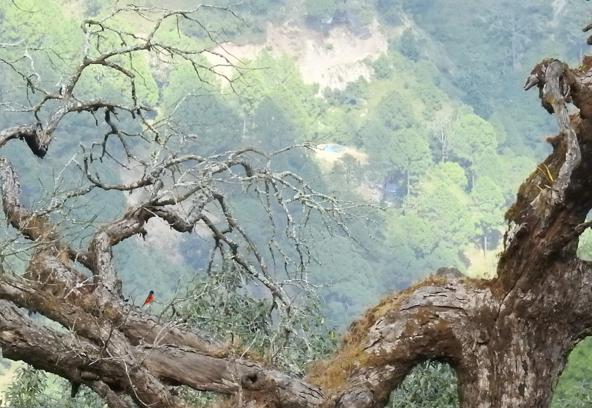 Long-tailed Minivet - ML643483950