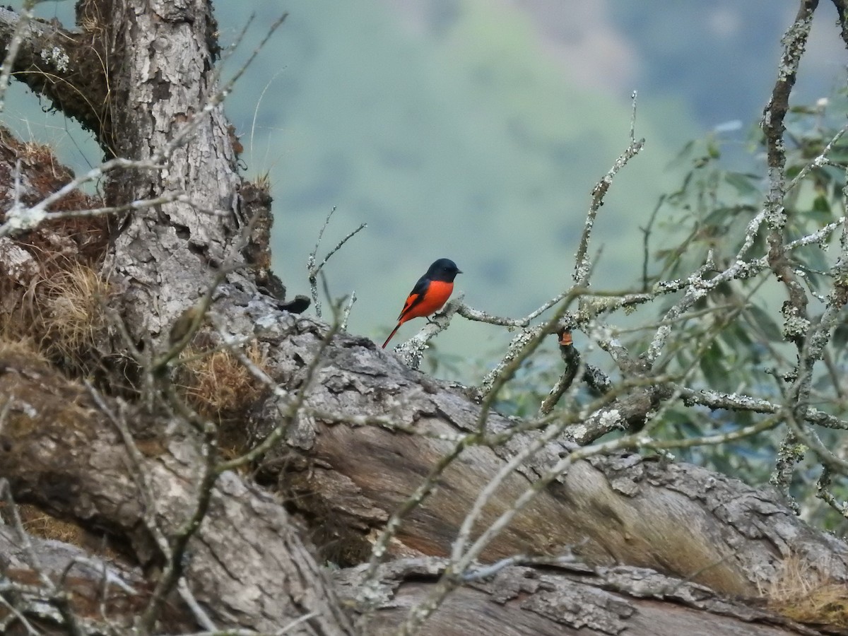 Long-tailed Minivet - ML643483951