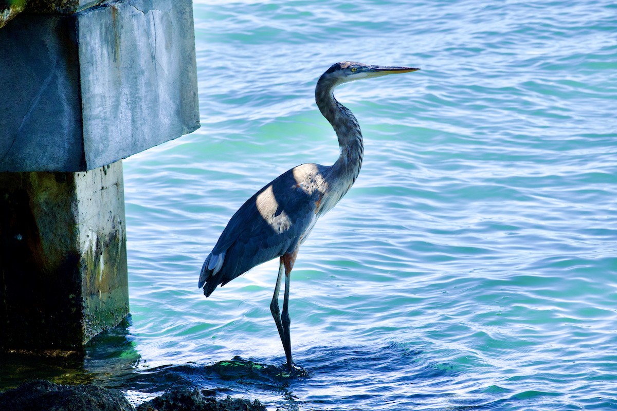 Great Blue Heron - ML643483952