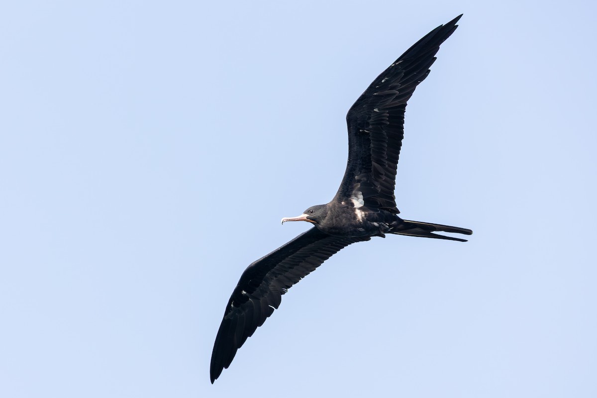 Lesser Frigatebird - ML643483961