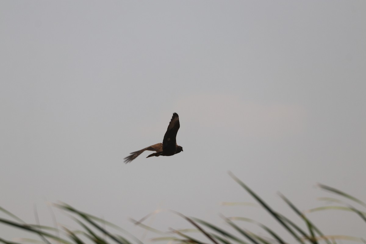 African Marsh Harrier - ML643483969