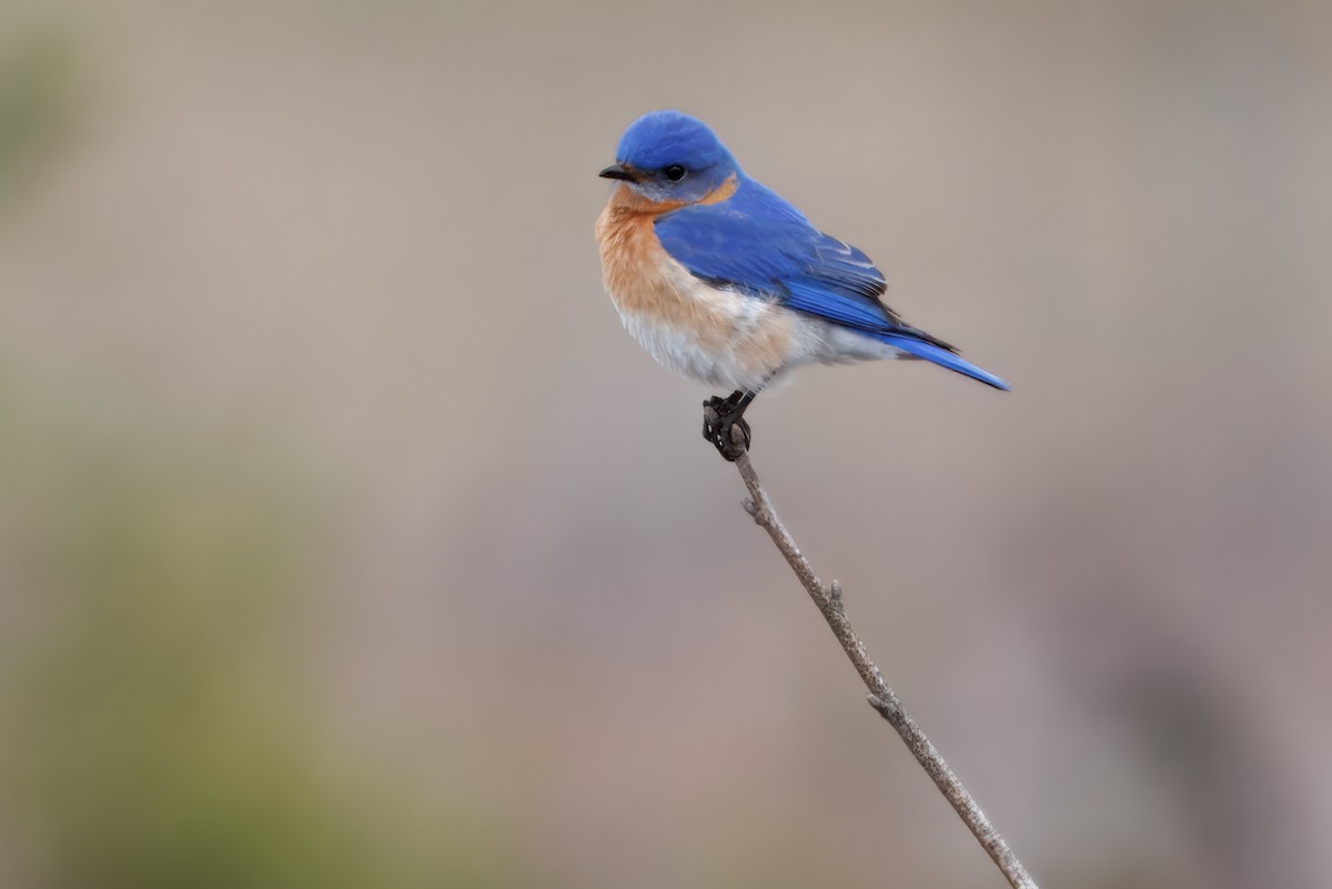 Eastern Bluebird - ML643483975