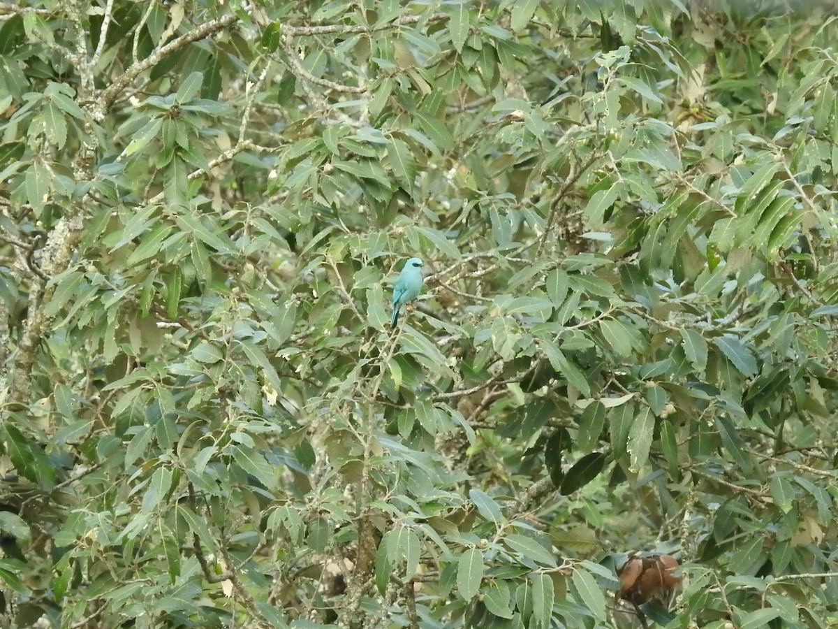 Verditer Flycatcher - ML643483976