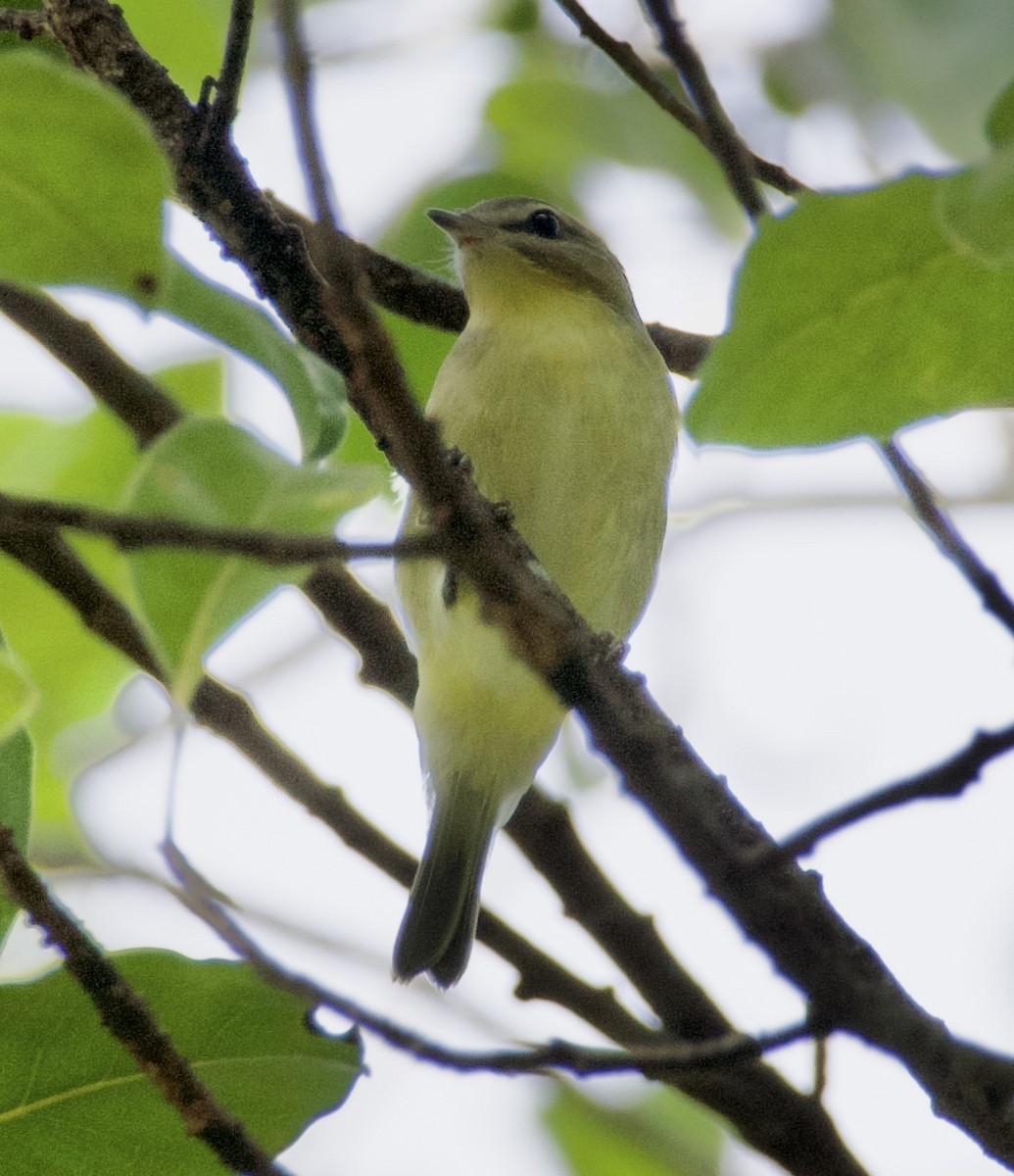 Vireo de Filadelfia - ML643483993