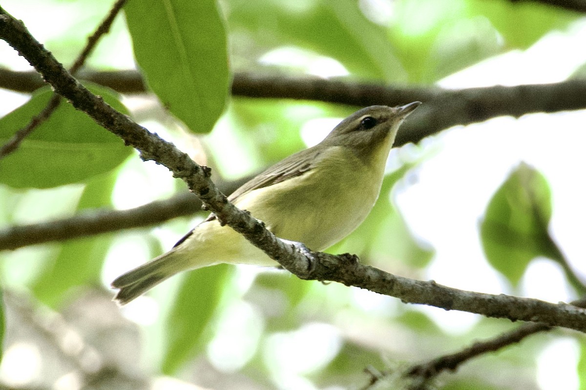 Vireo de Filadelfia - ML643483994