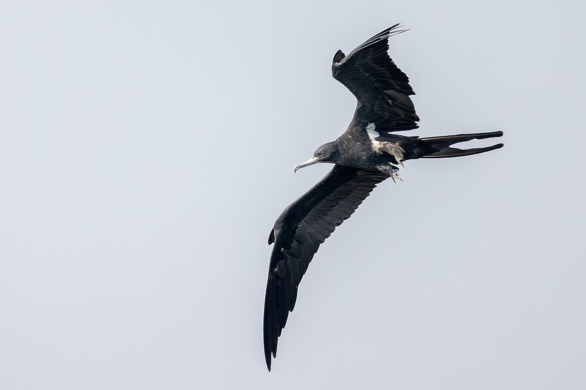 Lesser Frigatebird - ML643483999