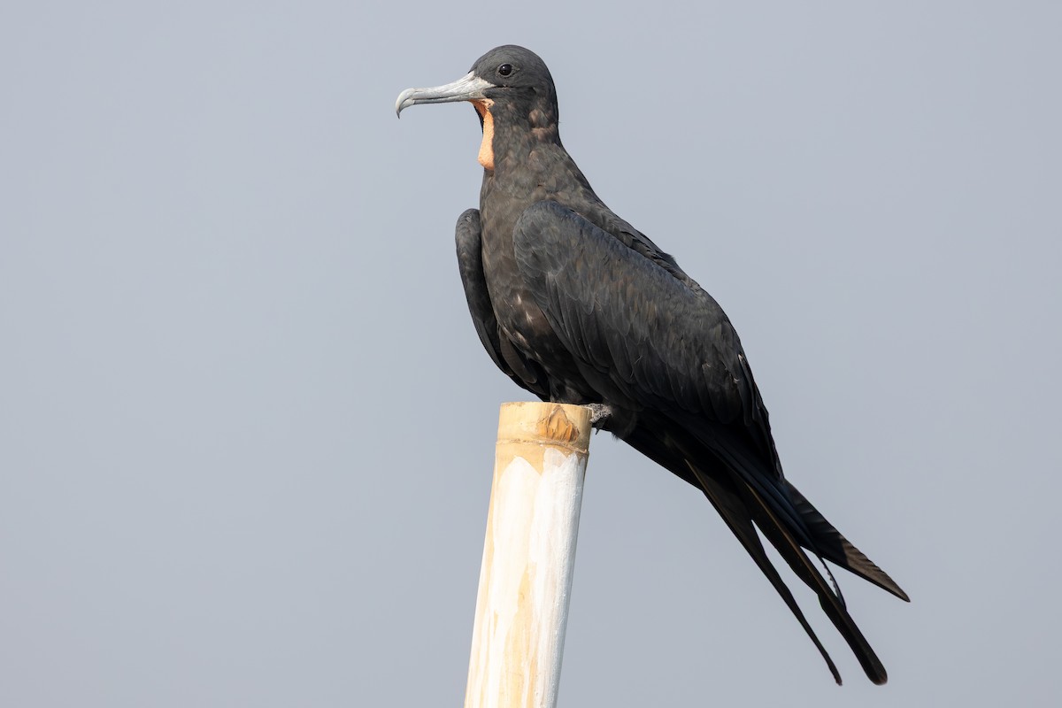 Lesser Frigatebird - ML643484000