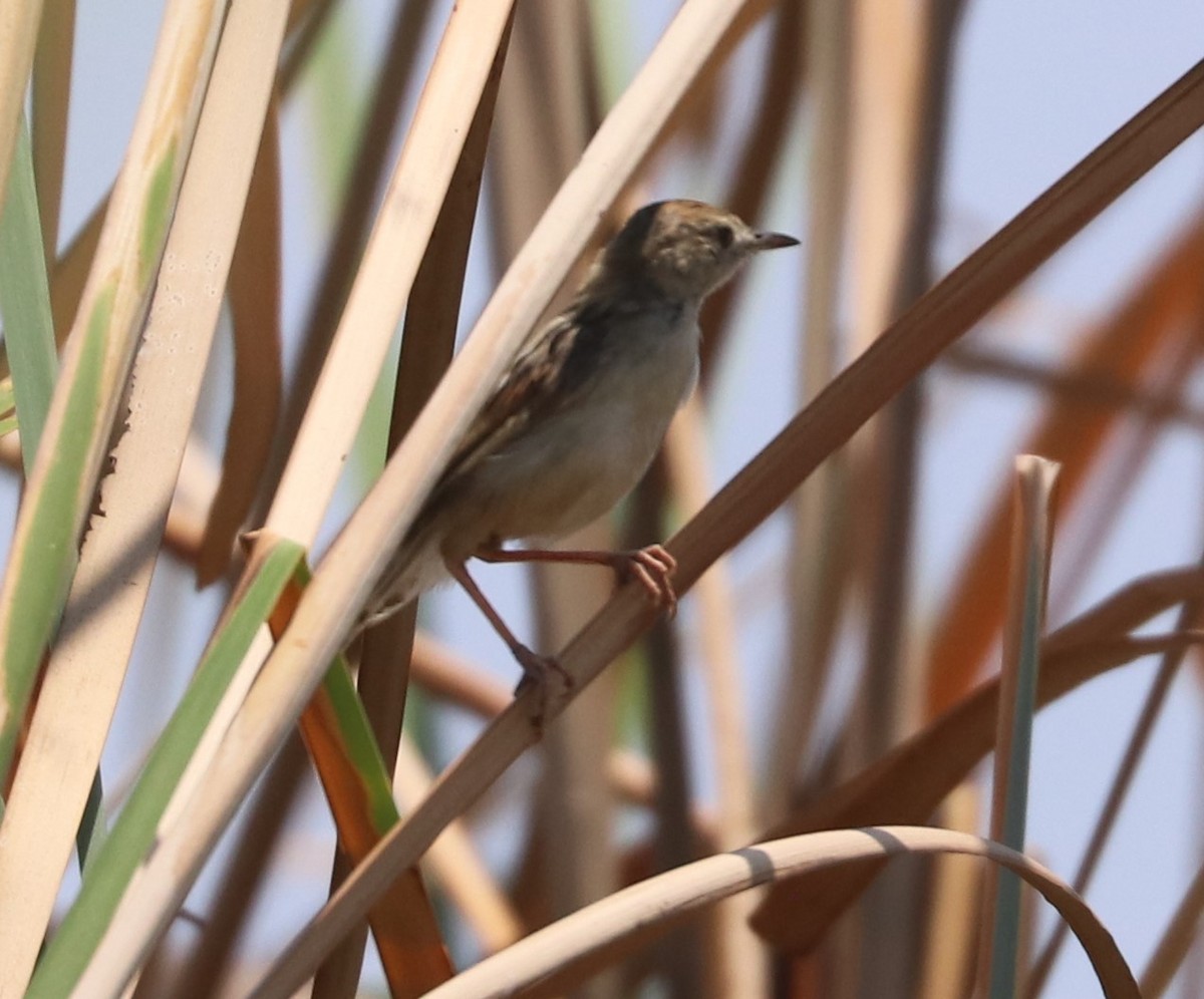 Luapula Cisticola - ML643484006