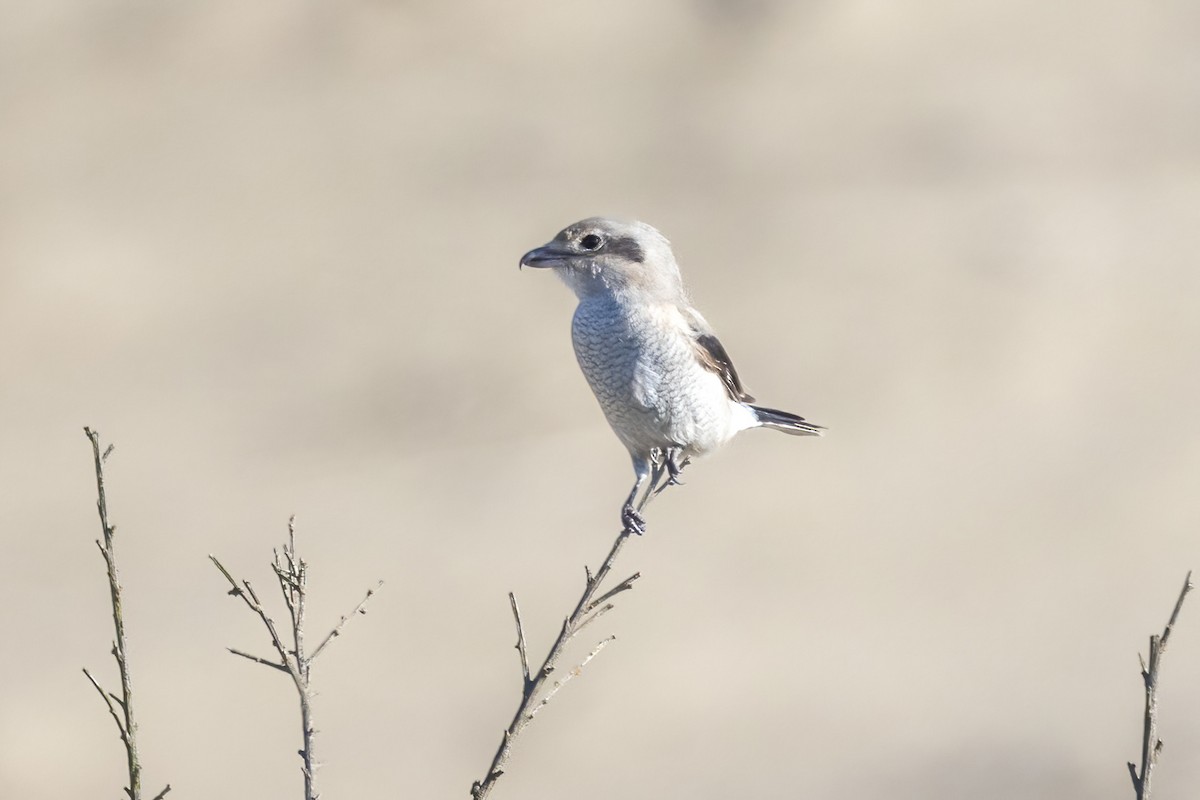 borealvarsler - ML643484009
