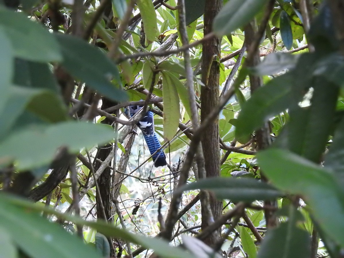 Black-headed Jay - ML643484013