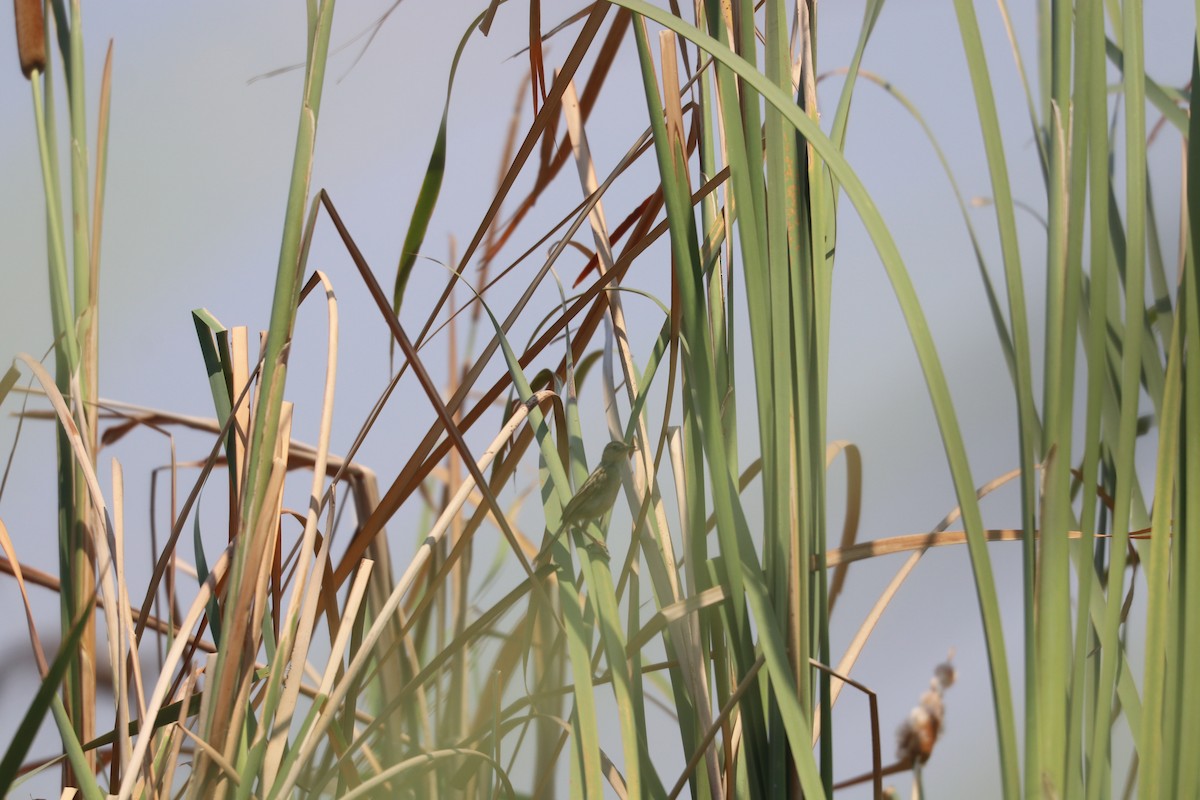 Luapula Cisticola - ML643484022