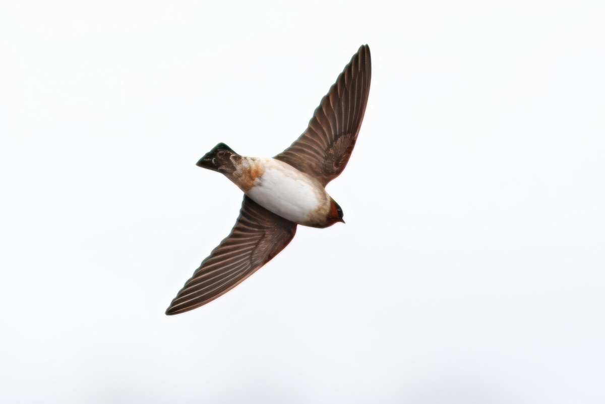 Cliff Swallow - ML643484023