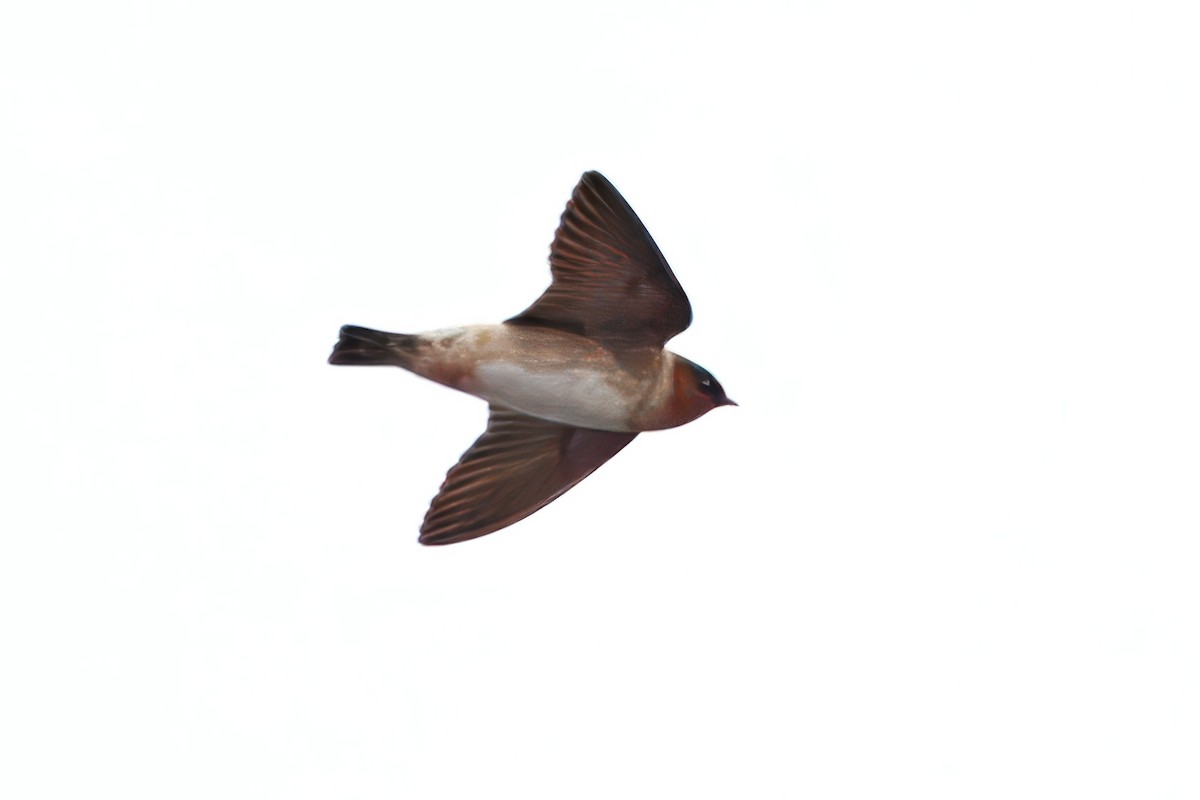 Cliff Swallow - ML643484024