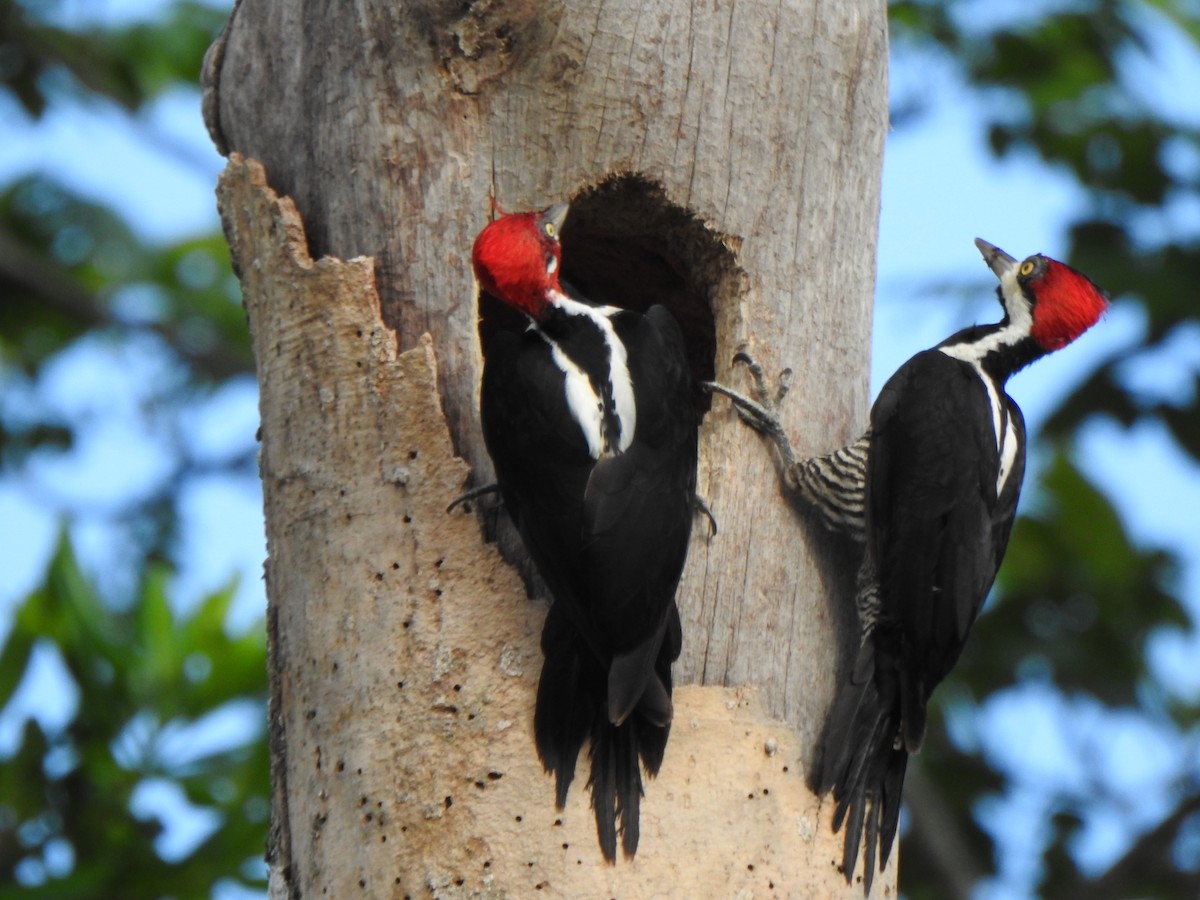 Crimson-crested Woodpecker - ML643484032