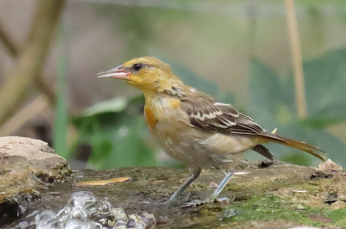 Bullock's Oriole - ML643484041