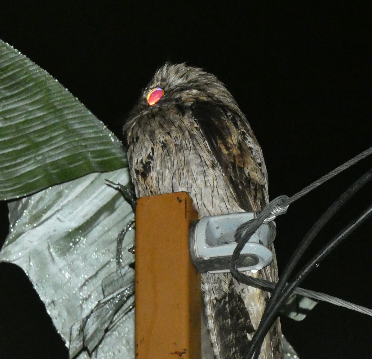Northern Potoo (Caribbean) - ML643484044
