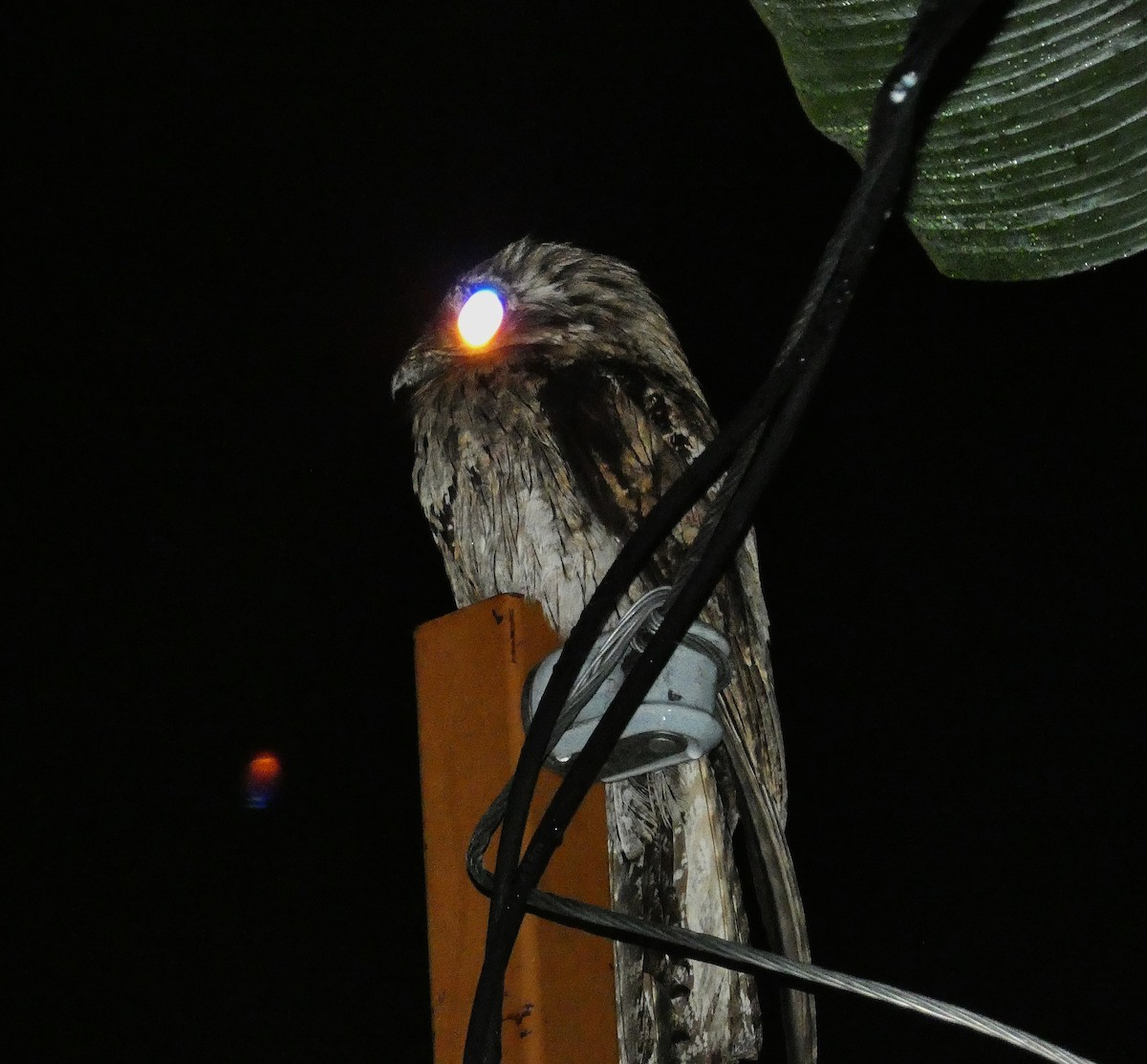 Northern Potoo (Caribbean) - ML643484045