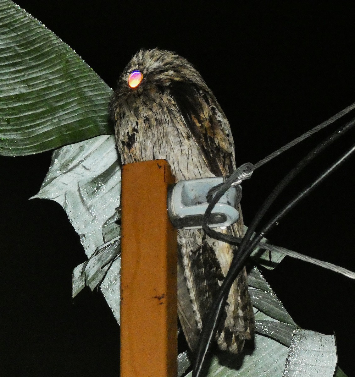 Northern Potoo (Caribbean) - ML643484046